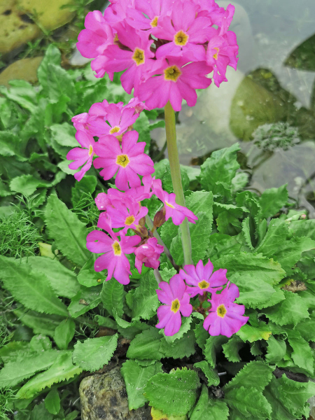 Preview: Rosenprimel - Primula rosea